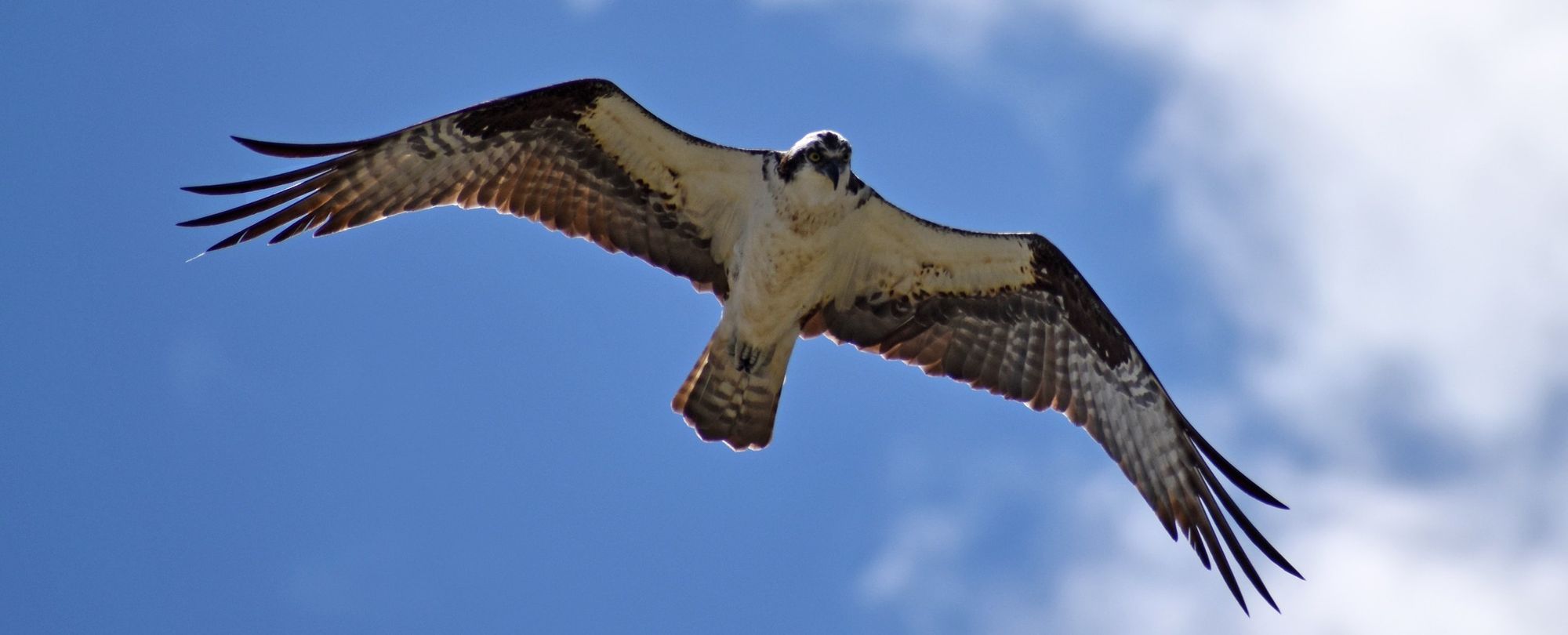 UK Osprey News