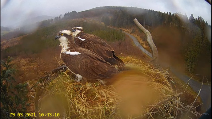 Two ospreys on an osprey nest in Wales