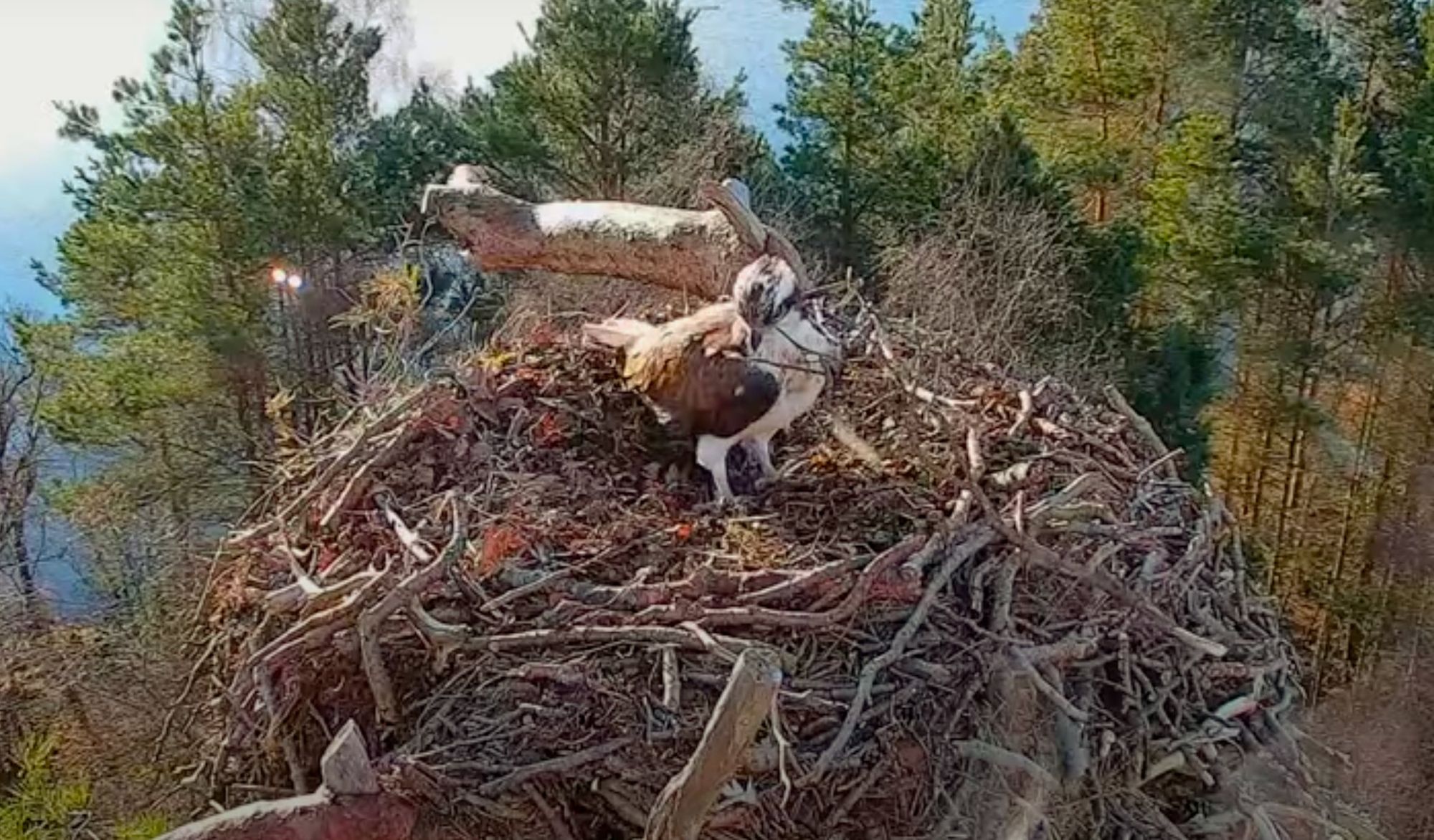 World Osprey Week begins, with four UK ospreys safely home