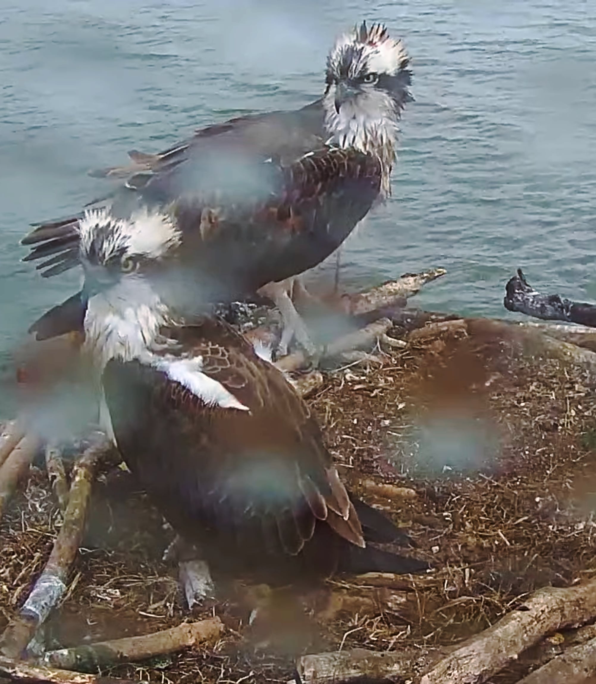 World Osprey Week begins, with four UK ospreys safely home