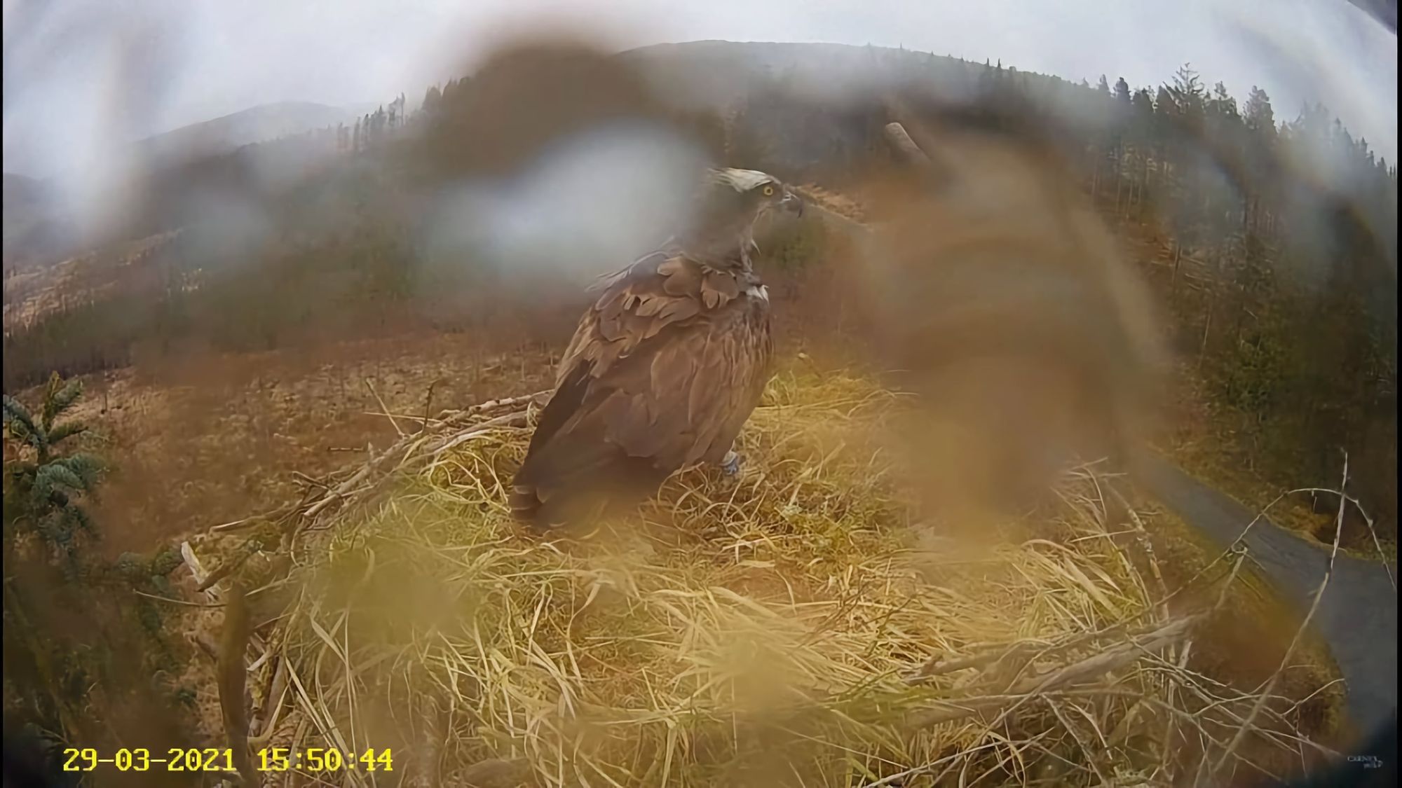 Ospreys! Ospreys everywhere!