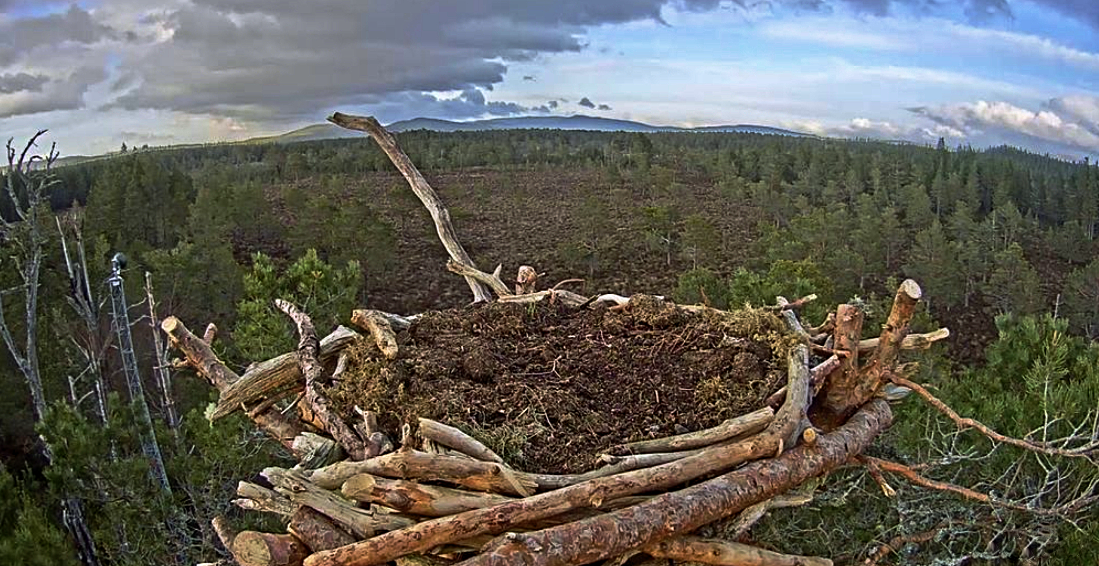 A screen grab from the Loch Garten Osprey nest webcam