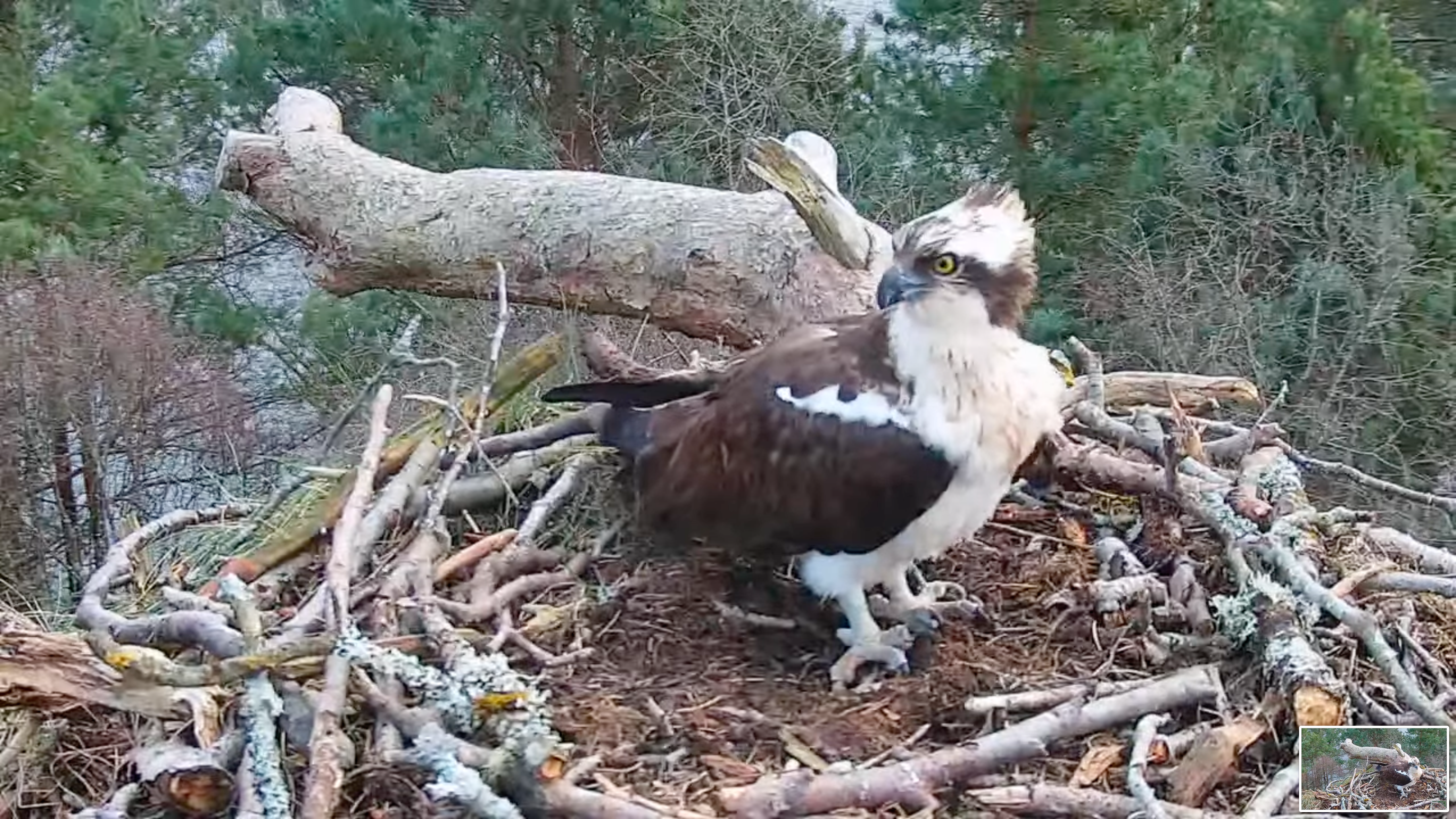 The osprey designated LM12, a male, on the webcam nest at Loch of the Lowes