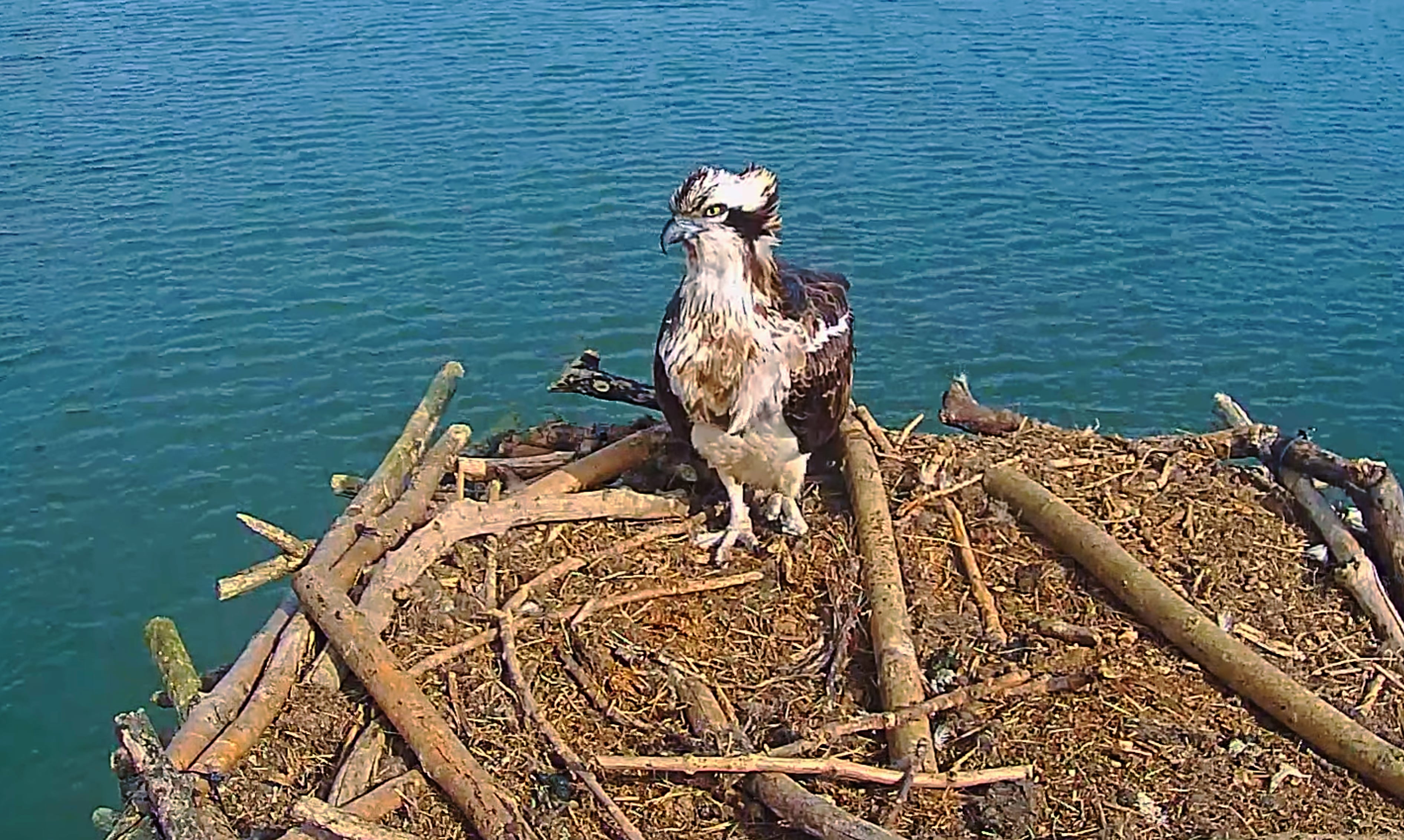 Maya, the resident osprey female at Manton Bay in Rutland.