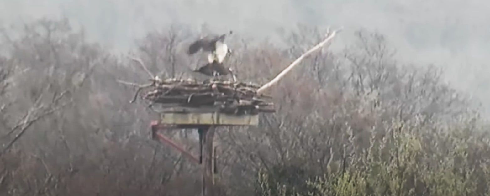 The first Osprey egg of 2022 is here