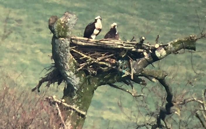 The first Osprey egg of 2022 is here