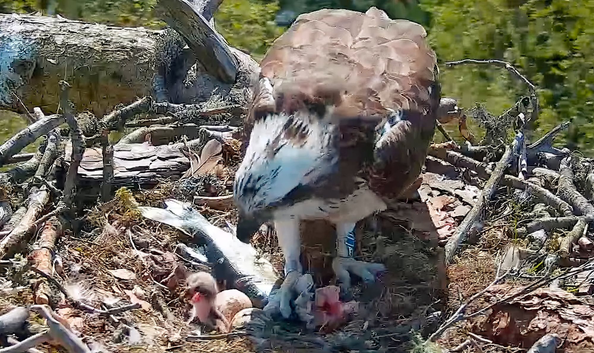 First hatches: Manton Bay, Threave and Loch of the Lowes