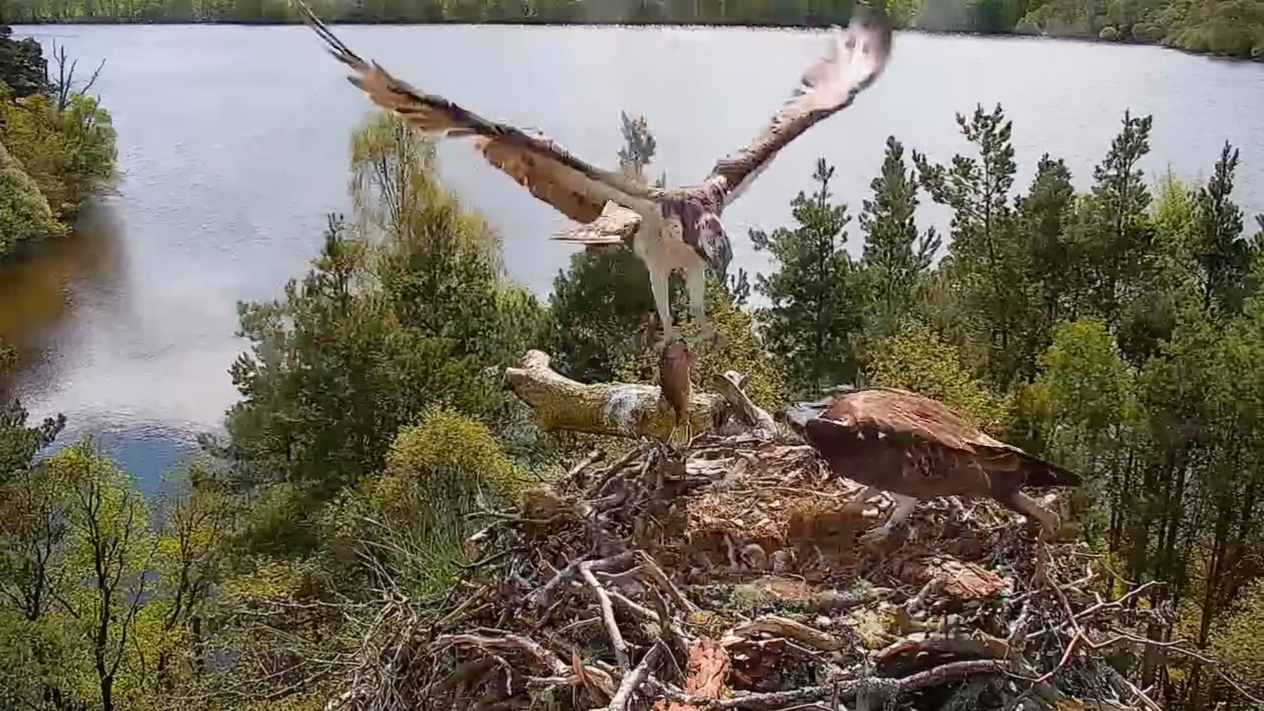 First hatches: Manton Bay, Threave and Loch of the Lowes