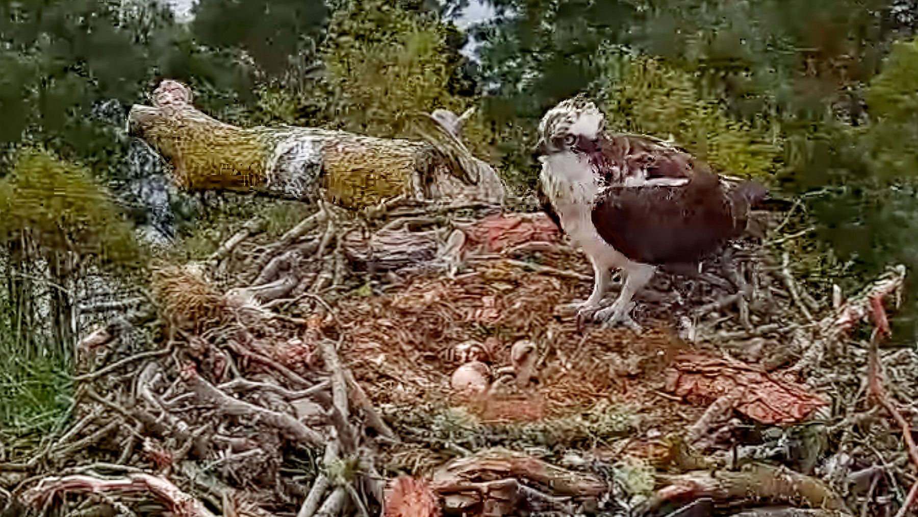 LM12 and his chick on the nest