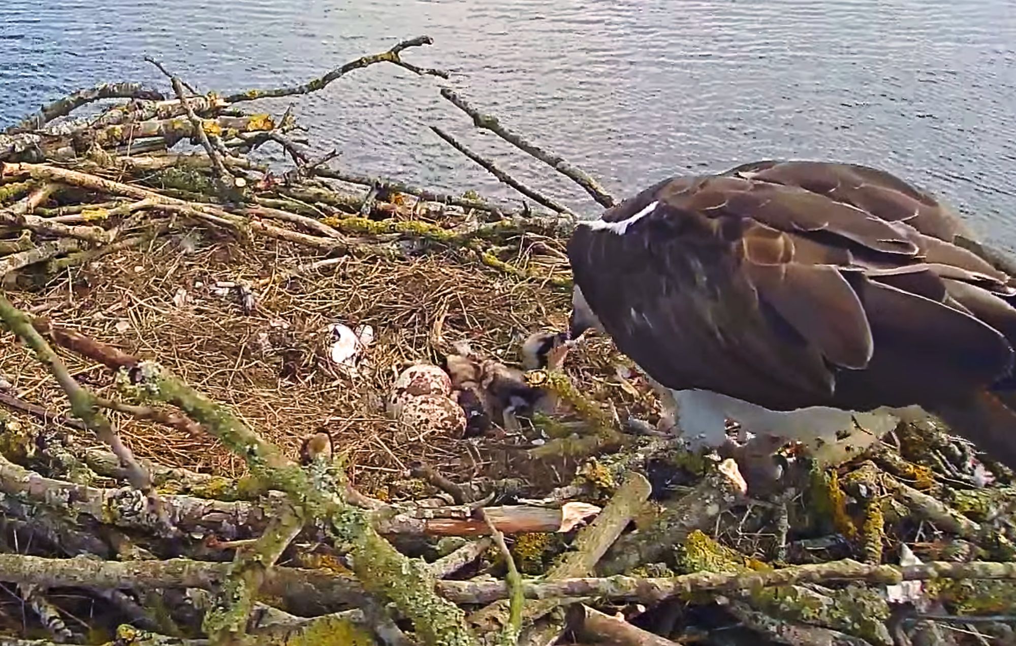 Maya feeding the chick