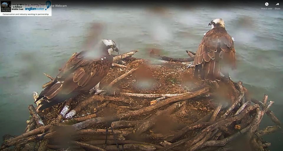 World Osprey Week begins, with four UK ospreys safely home