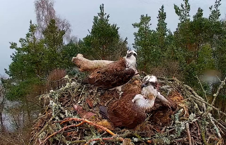 Ospreys! Ospreys everywhere!