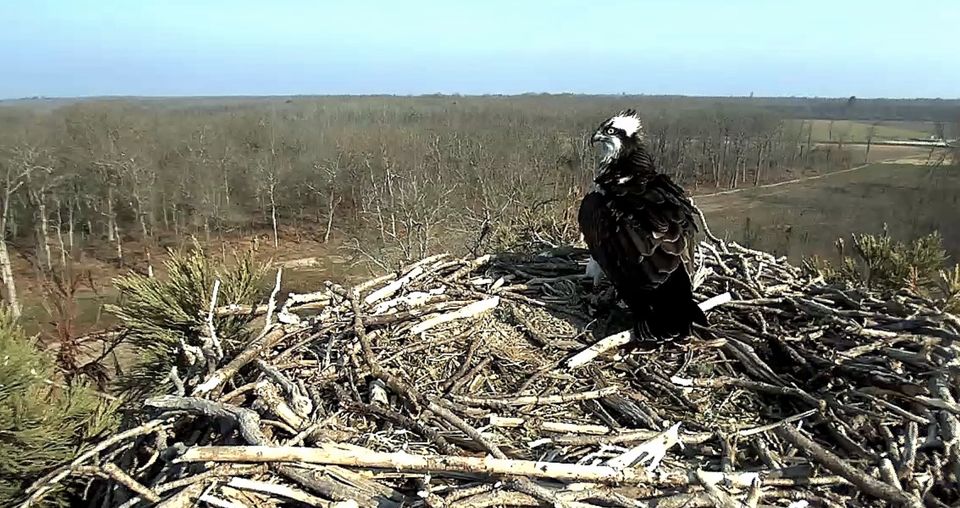 The Ospreys are coming, and we have on-camera proof…