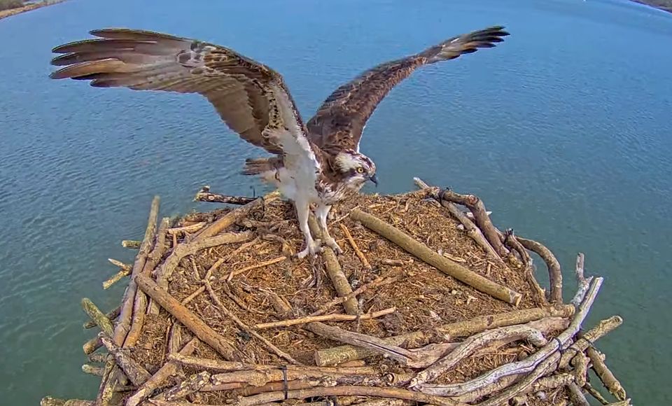 Maya, the resident female osprey at the Manton Bay nest.