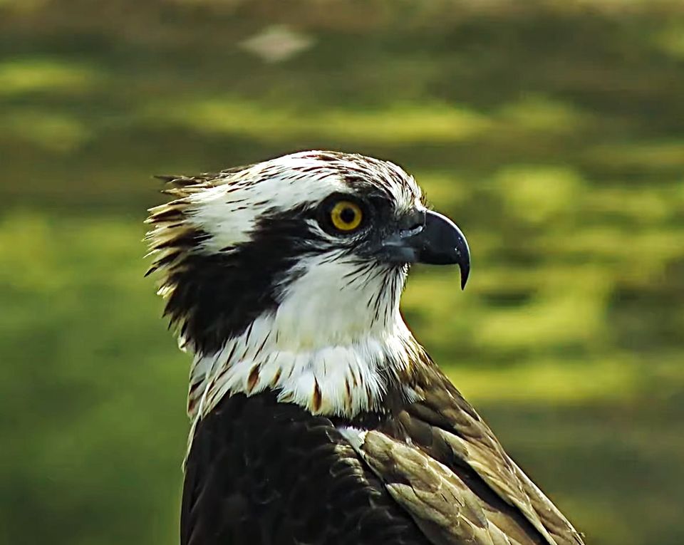 The first Osprey egg of 2022 is here